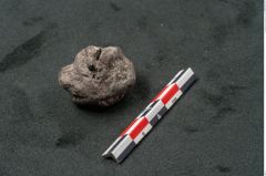 Foto (Seitenansicht) von Spondylostrobus smythii F.V. Mueller (NHMW-GEO-2024-0188-10408)